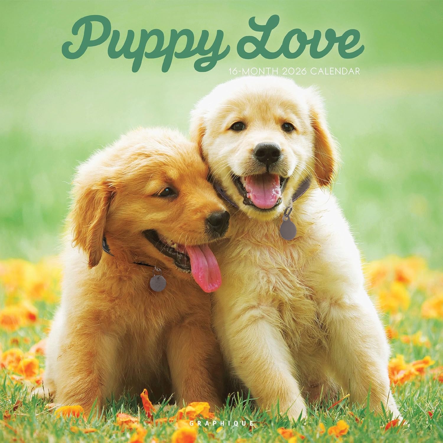 Graphique 2026 Puppy Love Wall Calendar | 12” x 12” | Thick Paper | Home & Office Organizer | Large Monthly Grid | 3 Languages & Marked Holidays | 4