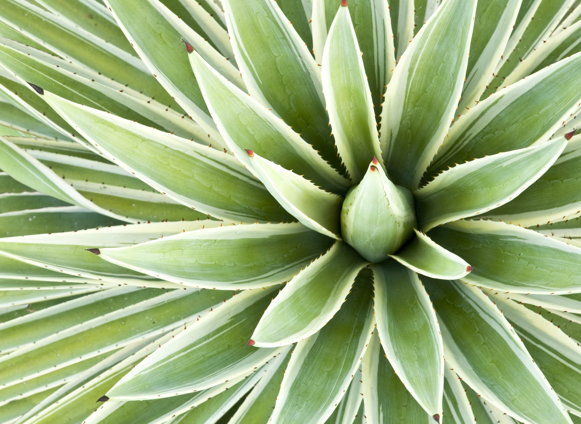 Amazon.com : Agave Species Seed Mix for Planting - 50 Seeds - Grow