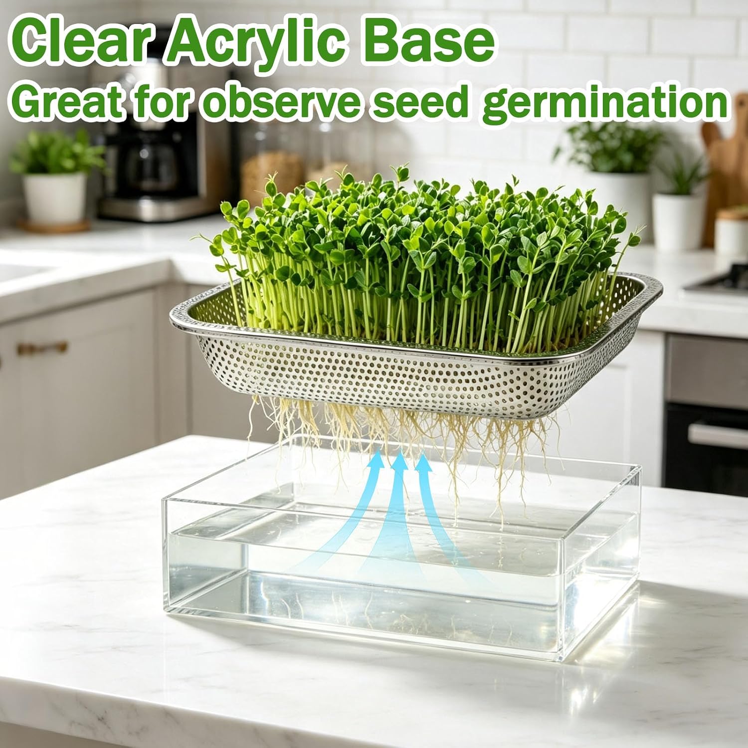 2 Pack Stainless Steel Seed Sprouter Tray Visual Soil-Free Cultivation Germination Tray with Acrylic Base Mesh Pads Seed Starter Tray Microgreens Growing Kit for Sprouts Beans Indoors Sprouting Seeds