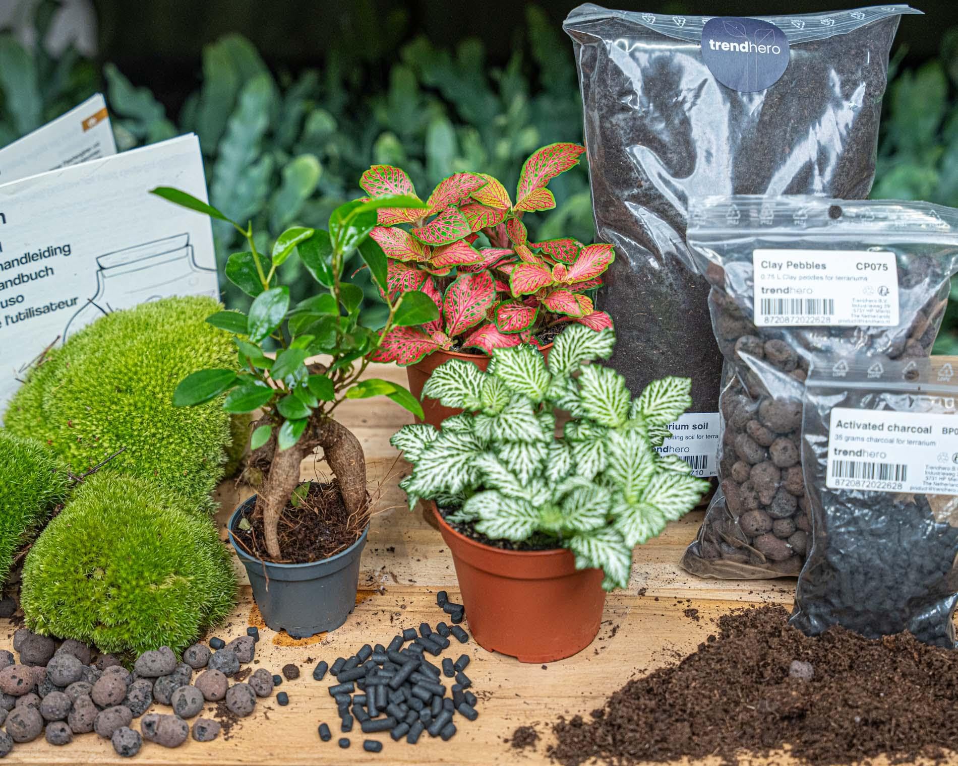 Kit Terrario con Ficus Ginseng, Plantas de Interior, Multicolor, Talla L/XL