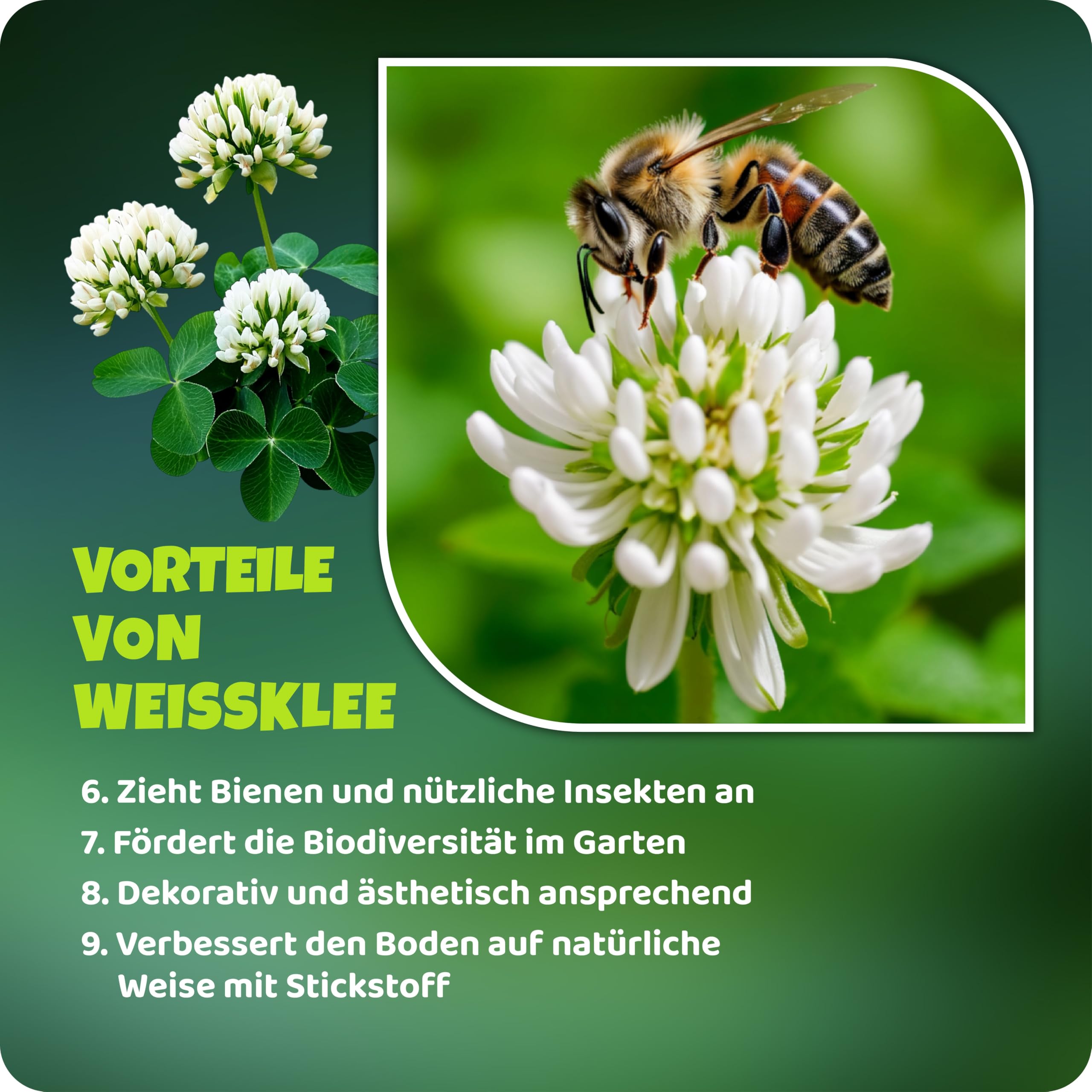 Mikroklee - Weißklee Trifolium repens 500g - Rasenklee bereichert den Rasen - Klee Samen zur Anlockung von Bienen -Saatgut für gleichmäßige, dichte Grasnarbe das ganze Jahr über
