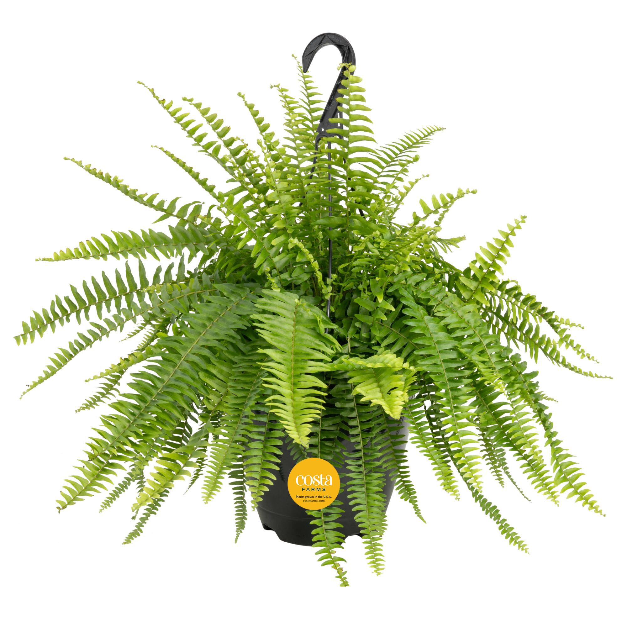 Costa Farms Boston Fern Single