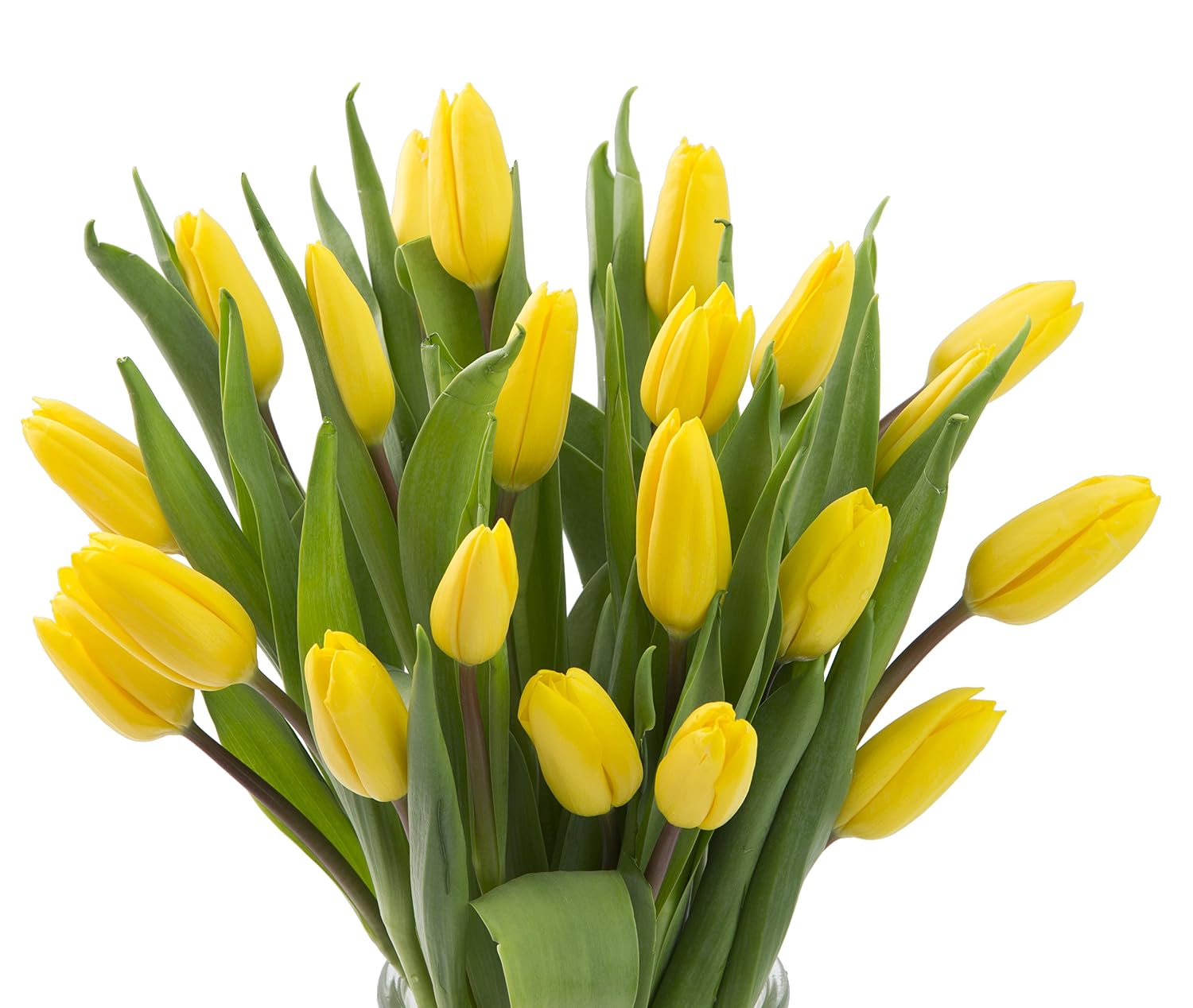 Blooms2Door PRIME NEXT DAY DELIVERY - 20 Yellow Tulips .Gift for Birthday, Sympathy, Anniversary, Get Well, Thank You, Valentine, Mother’s Day Fresh Flowers