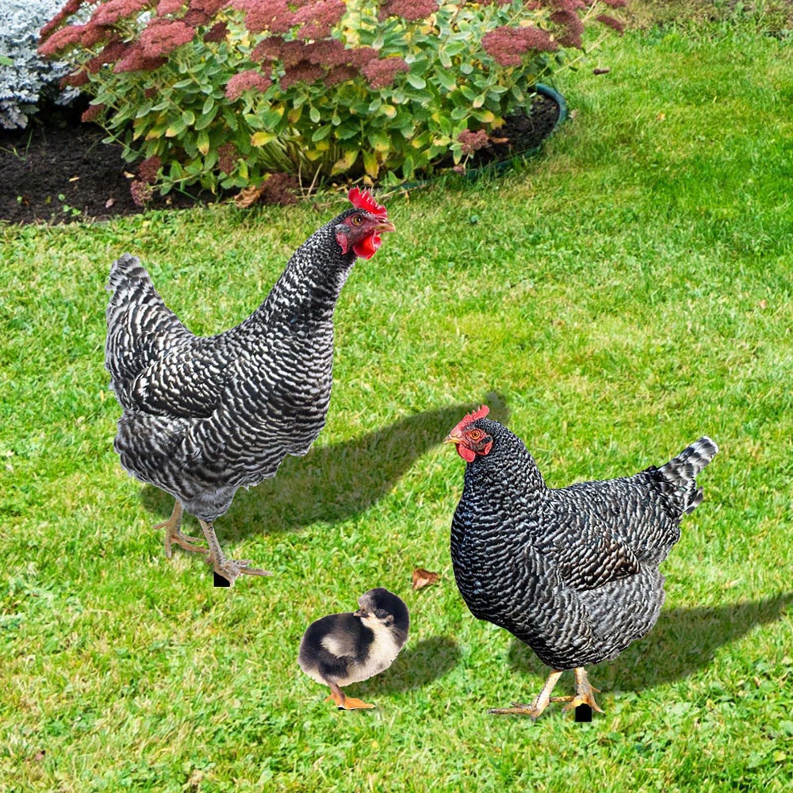 Chicken Garden Ornament, Acrylic Chicken Statue Funny Rooster Garden Sculptures Creative Pheasant Stake Yard Sign Animal Garden Chick Ornaments for Decoration (Type A)