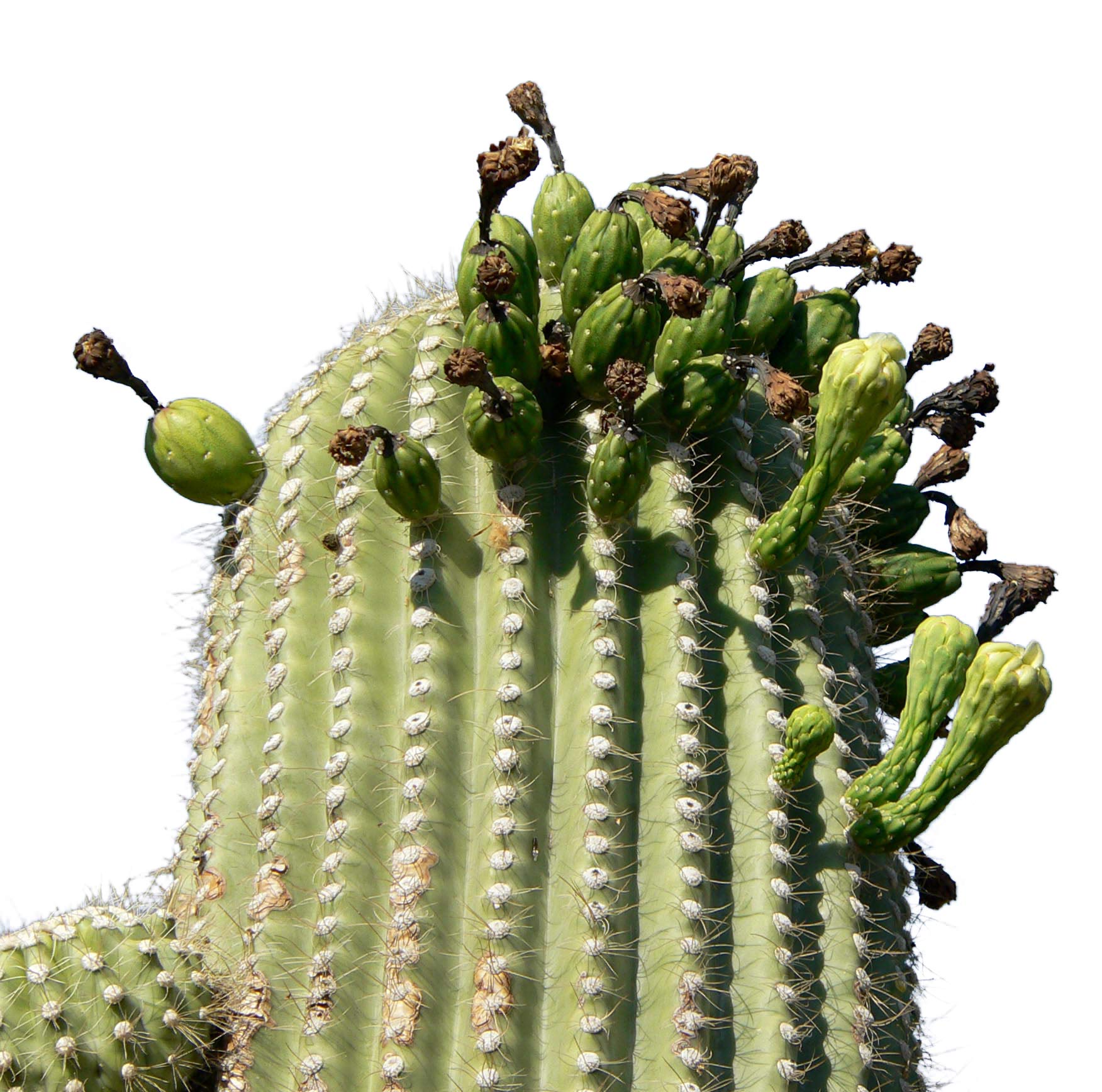 Riesen Kaktus, Carnegiea gigantea Saguaro 15 Samen **Fruchtbildung** :  Amazon.de: Garten