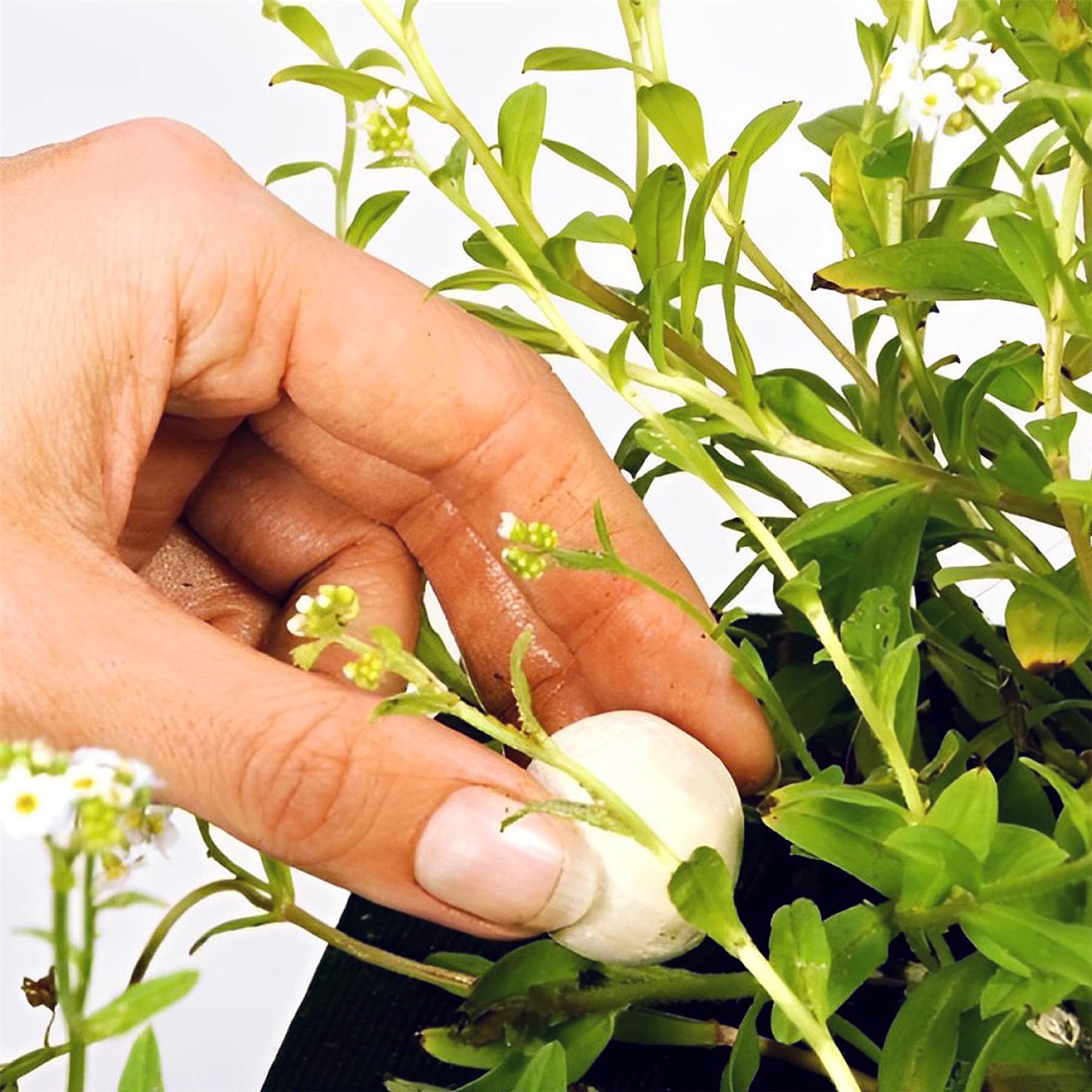 Coni Fertilizzanti Per Ninfea - 10 Pezzi Da 50 G Per Stagno - Foto 8