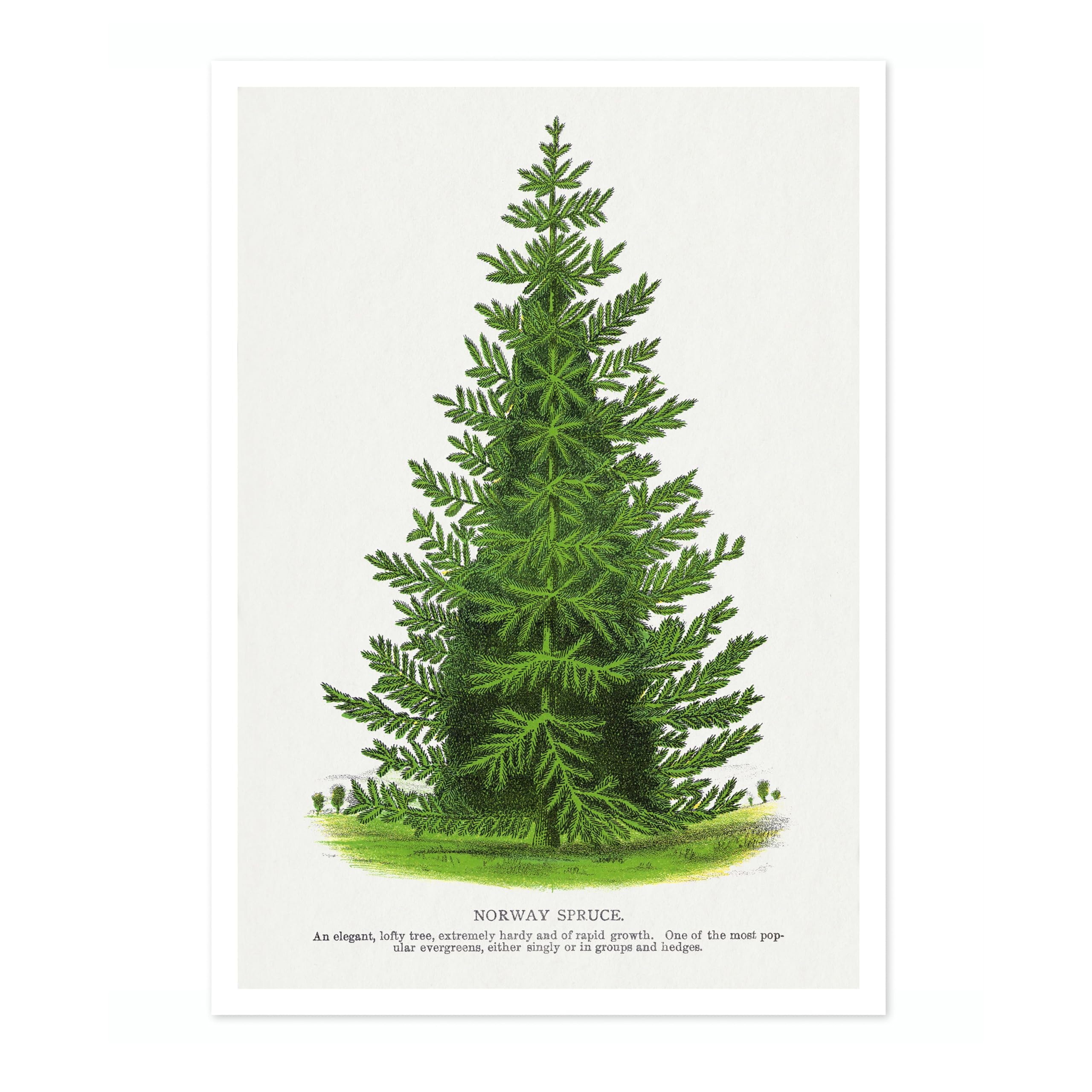 Norway Spruce Vintage Botanical Tree Poster, Nature Home Decor Wall Art, Retro Encyclopedia Illustration, Archival Matte, A1 (Print Only) - 84.1x59.4cm โ image 1