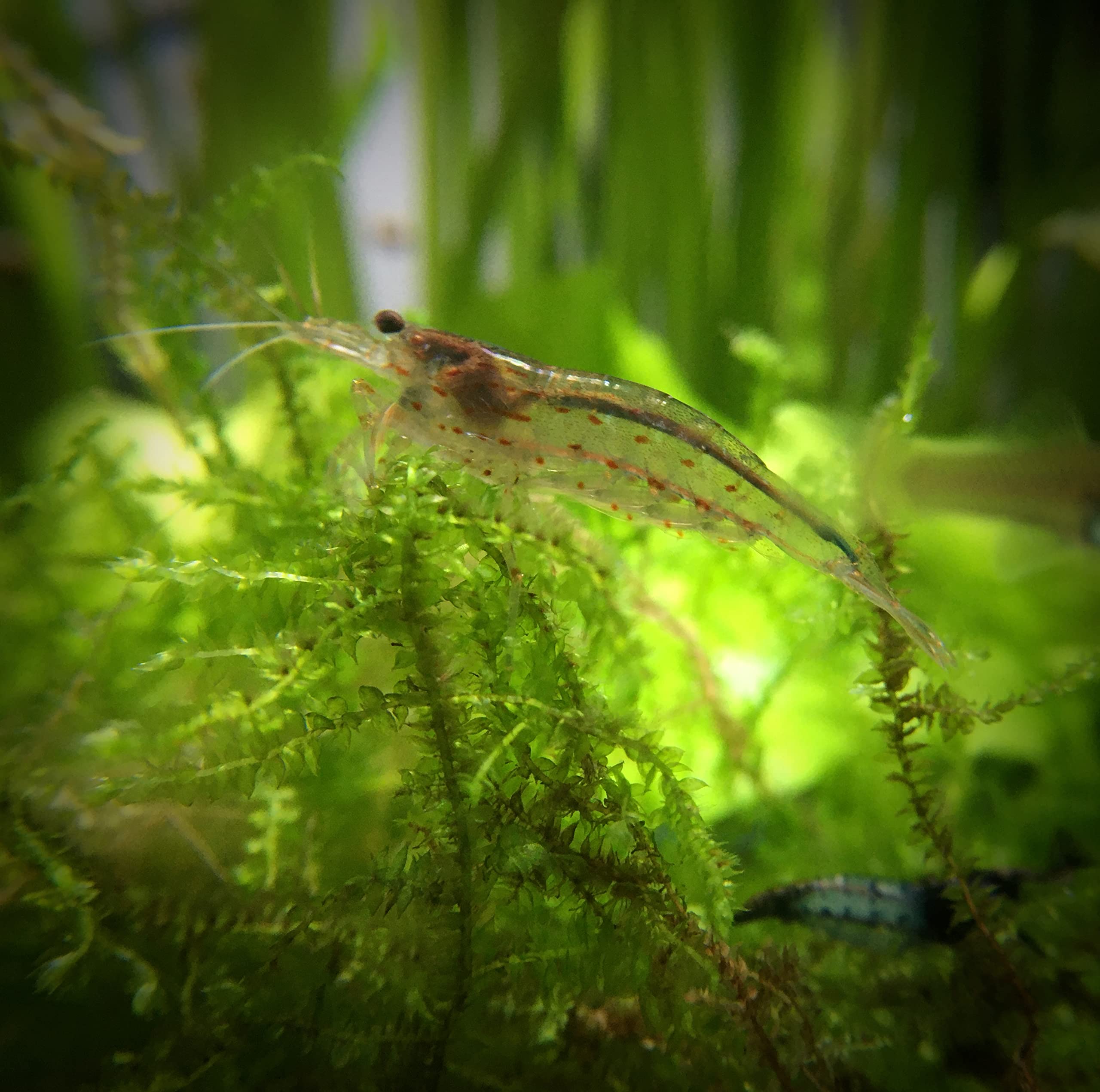 Lot de 10 Crevettes Caridina Japonica Amano pour Aquarium d'eau Douce | Crevettes expédiées depuis la Bretagne, France. Expédition rapide et sécurisée