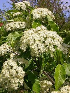 10 Seeds Viburnum lentago Seeds Sweet Viburnum Seeds Nannyberry Shrub Seeds