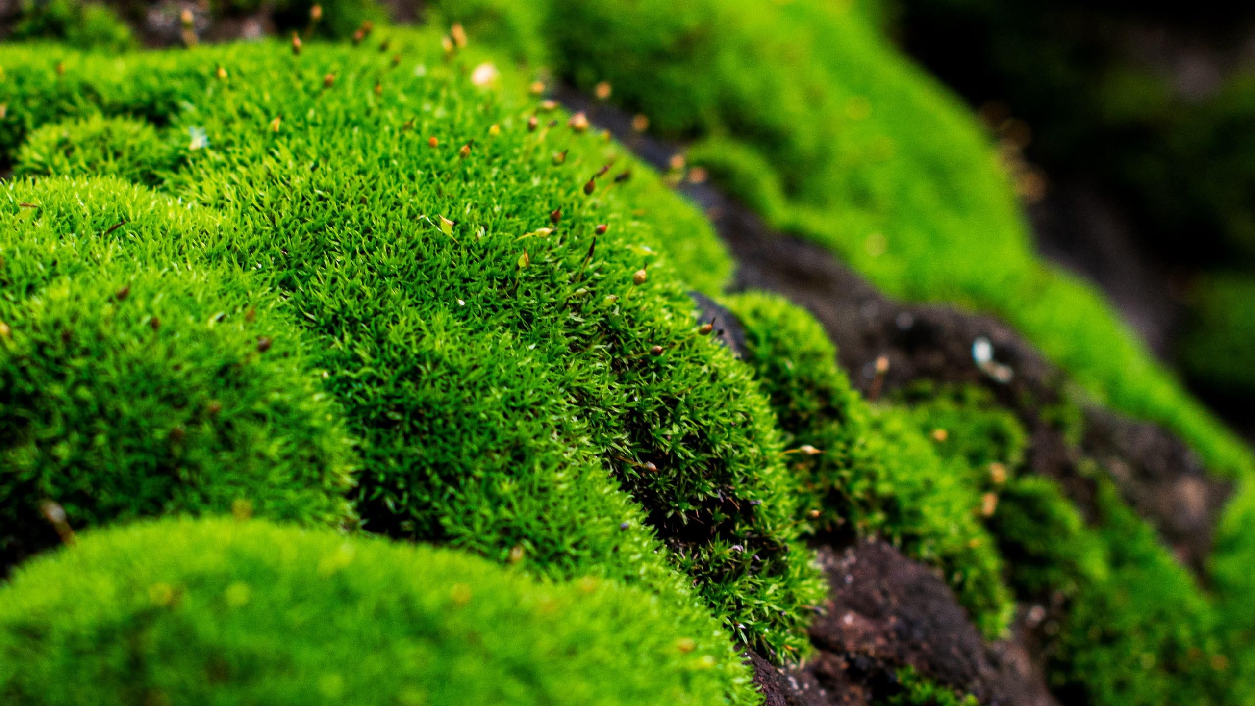 Nature Design India Hill Moss, Live Terrarium Moss, Green, 5 Pieces Pack, Slow Growing, Medium Light, Indoor Use