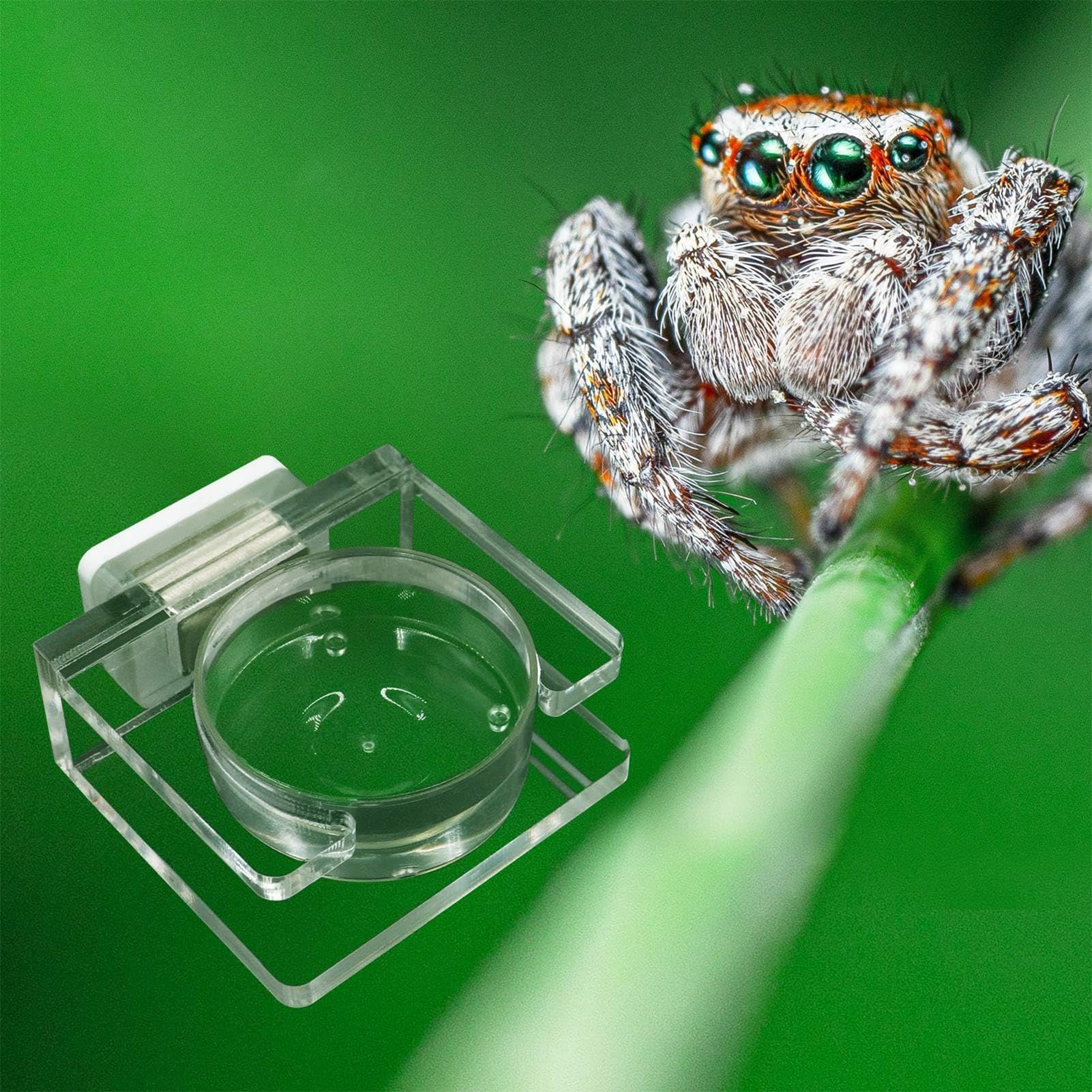 Springende Spinne Futternapf Aus Acryl – Magnetisch, Transparent, 4,5 X 4,5 Zoll | Für Springspinnen, Vogelspinnen & Kleine Reptilien
