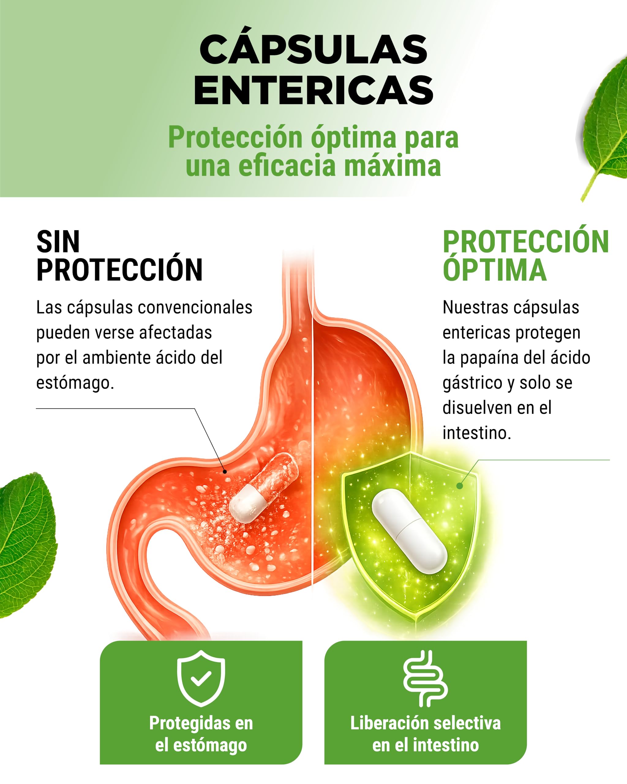 vit4ever Enzima de Papaya de Alta Dosis - 2100 mg de Papaína de Papaya - 12.600.000 U de Actividad Enzimática - 180 Cápsulas Veganas Gastrorresistentes - Sin Aditivos Innecesarios