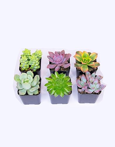 Miniatura 2 de Succulents - Planta viva (paquete de 6)  Colección única de 6 suculentas vivas seleccionadas a mano  Planta de cactus vivos, plantas de interior,