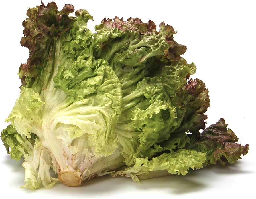 Organic Lettuce