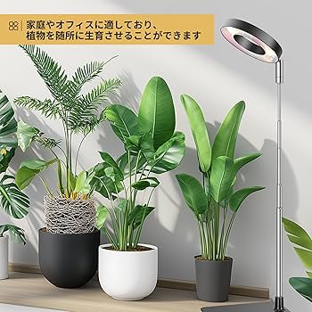 【中古】 光と植物 光合成のエネルギーとエントロピー/培風館/柴田和雄 中古】 光と植物 光合成のエネルギーとエントロピー/培風館/柴田