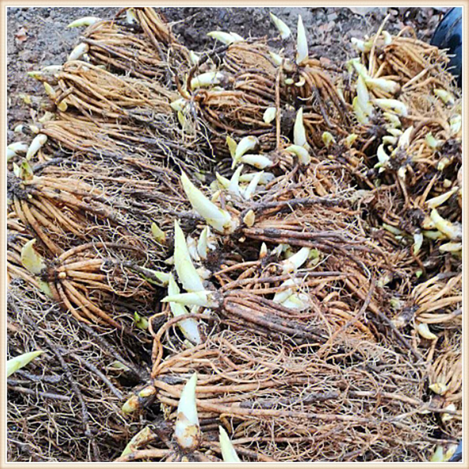Hosta da giardino all'aperto-Bulbi di Hosta-resistente al freddo e tollerante all'ombra-15 Bulbi-D