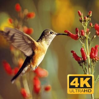 Bird Voice Screensaver Nature Relaxing sounds Screensaver for Fire TV No Ads