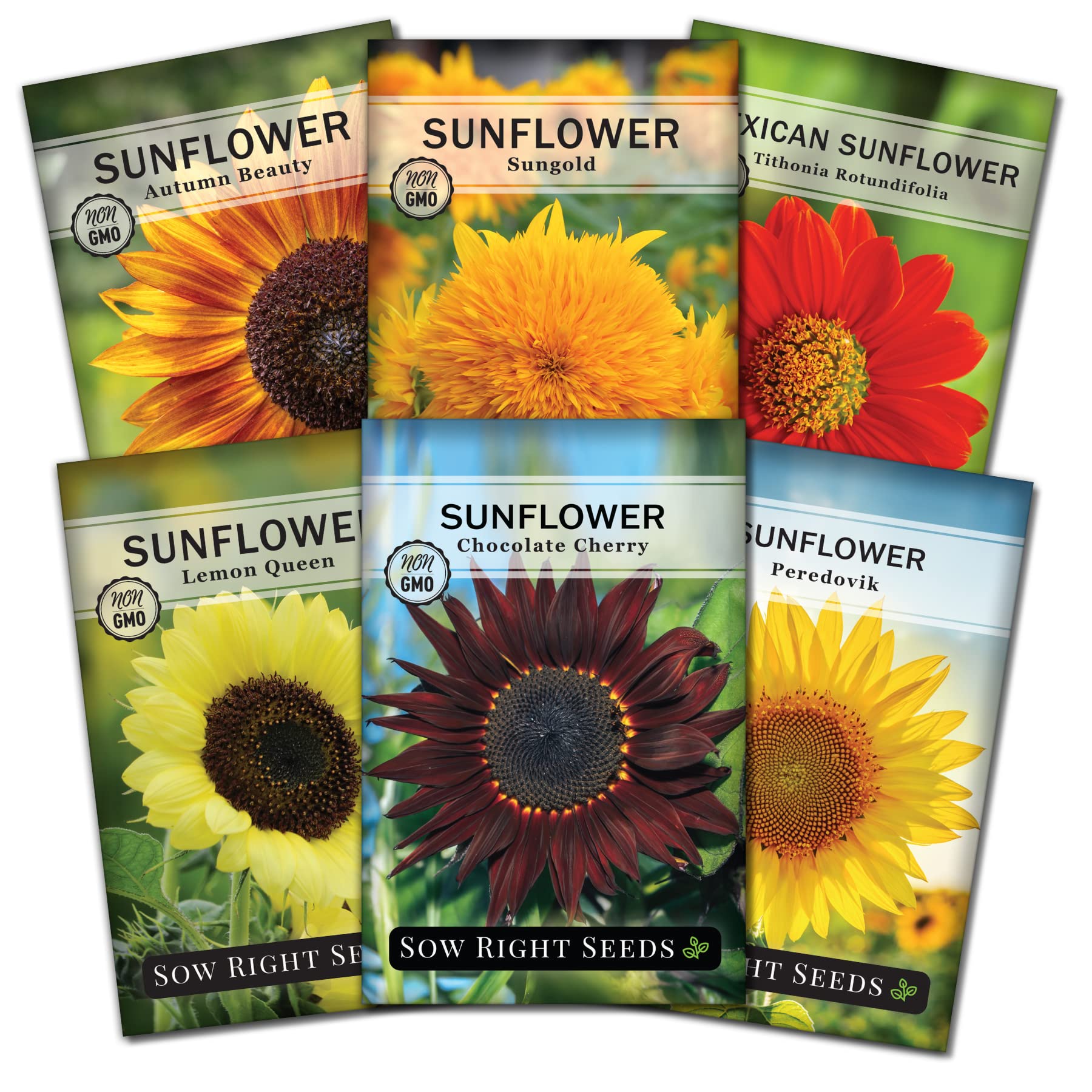 Amazon.com : Sow Right Seeds - Large Sunflower Seed Collection for