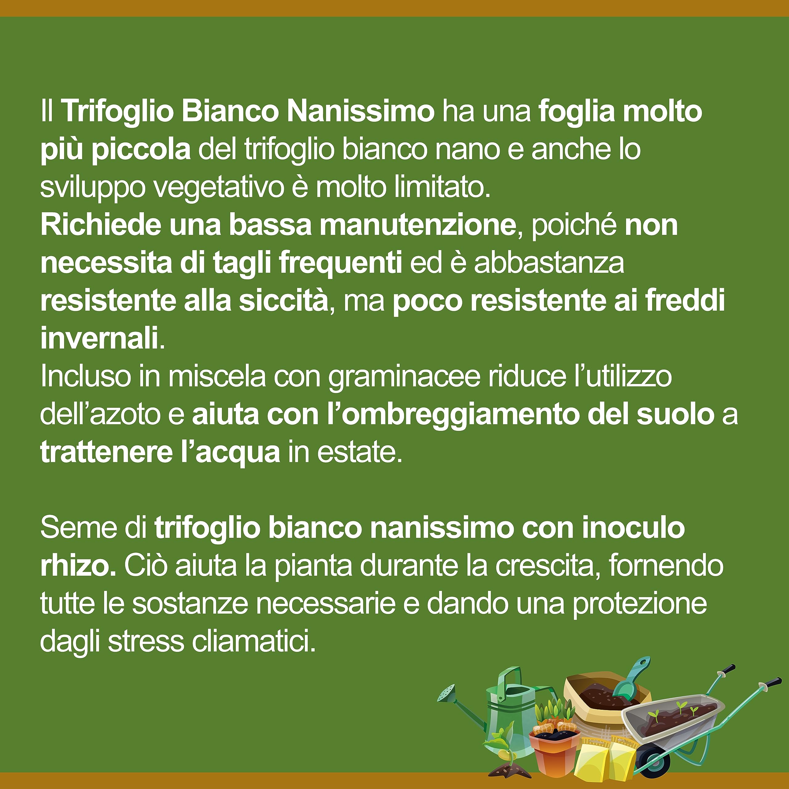 Il Contadino - Antiche Sementi | TRIFOGLIO BIANCO NANISSIMO con RHIZO | Tappeto con foglie molto piccole, Bassa manutenzione, Tagli poco frequenti, Abbastanza resistente all'ombreggiamento (5 Kg)
