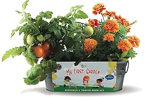 Buzzy Seeds My First Garden Windowsill Grow Kit: Tomato and Marigold
