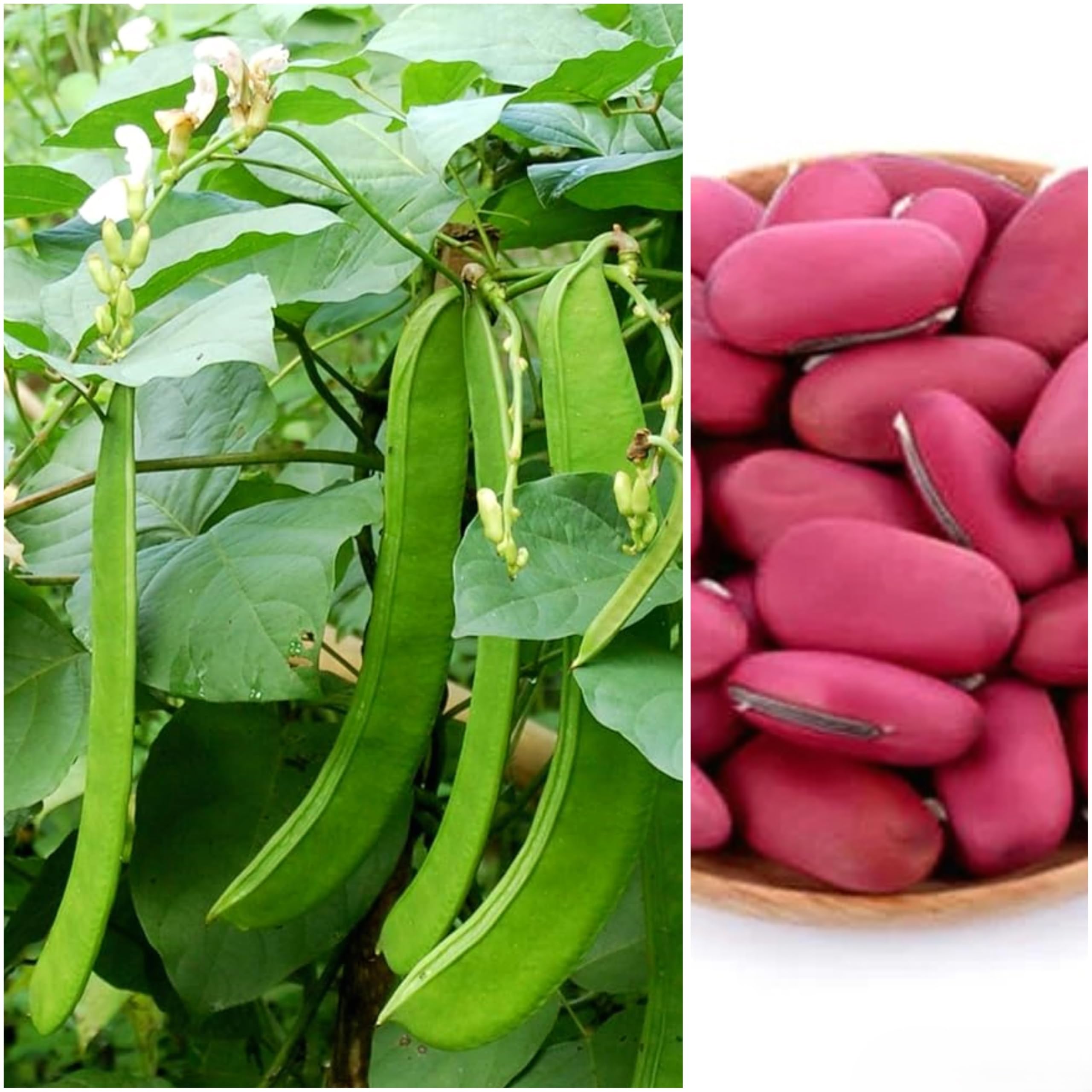 Sword Bean Seeds (Canavalia Gladiata) (Pack of 18) Dark Pink/Red/White Seed – Fast Growing Climbing Plant Seeds for Balcony Pots, Kitchen Garden & Outdoor Planting-image-43