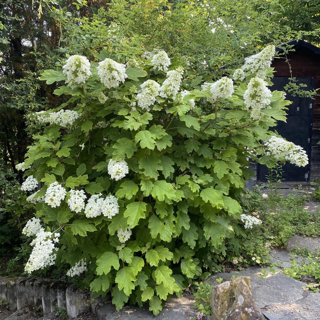 UIOTER White Oakleaf Hydrangea