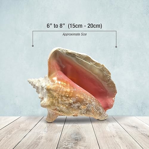 Miniatura 4 de Tumbler Home Concha de caracola, imperfecta concha grande de 6 a 8 pulgadas - Concha de concha de jardín Queen, decoración de concha, decoración de