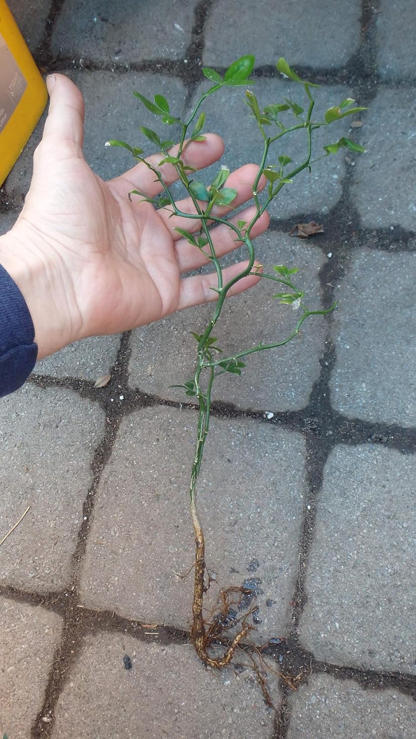 10-15" Tall Flying Dragon Plant 2 Years Old Trifoliate Orange (Poncirus trifoliata) bareroot
