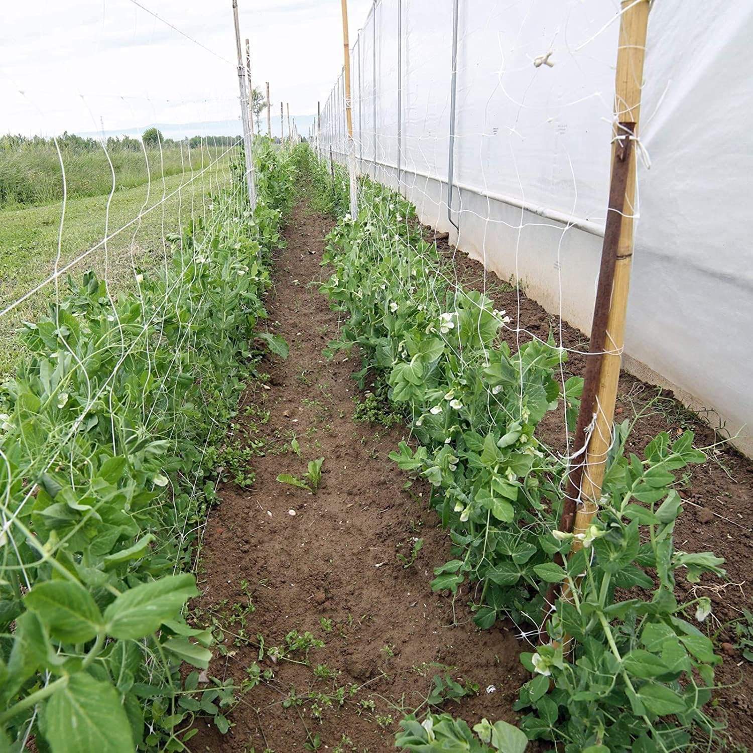 Garden Netting Polyester Trellis Net Plant Pea Support Netting for Bean Fruits Plants Flower Climbing lant Support Climbing Garden Trellis Netting Grow Tents Heavy-Duty Polyester (White - Image 2