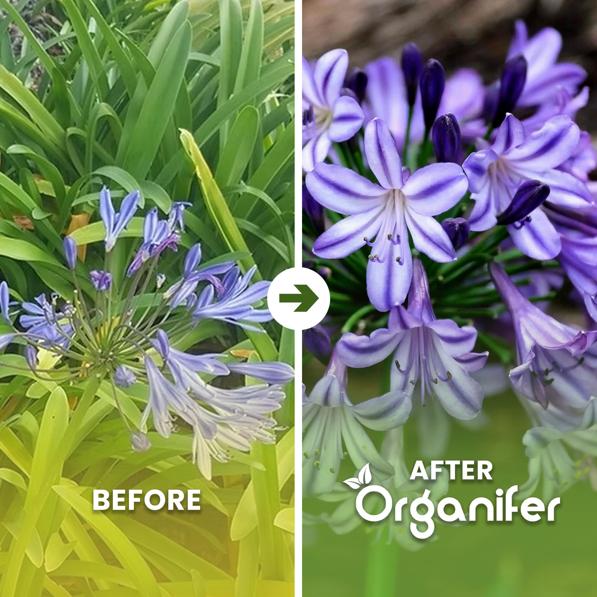 Agapanthus Płynny Nawóz - 3x1L - NPK 2-1-8 | Nawóz Płynny Do Obfitych Kwiatów I Zdrowych Liści - Wzmacnia Korzenie I Odporność - Organifer
