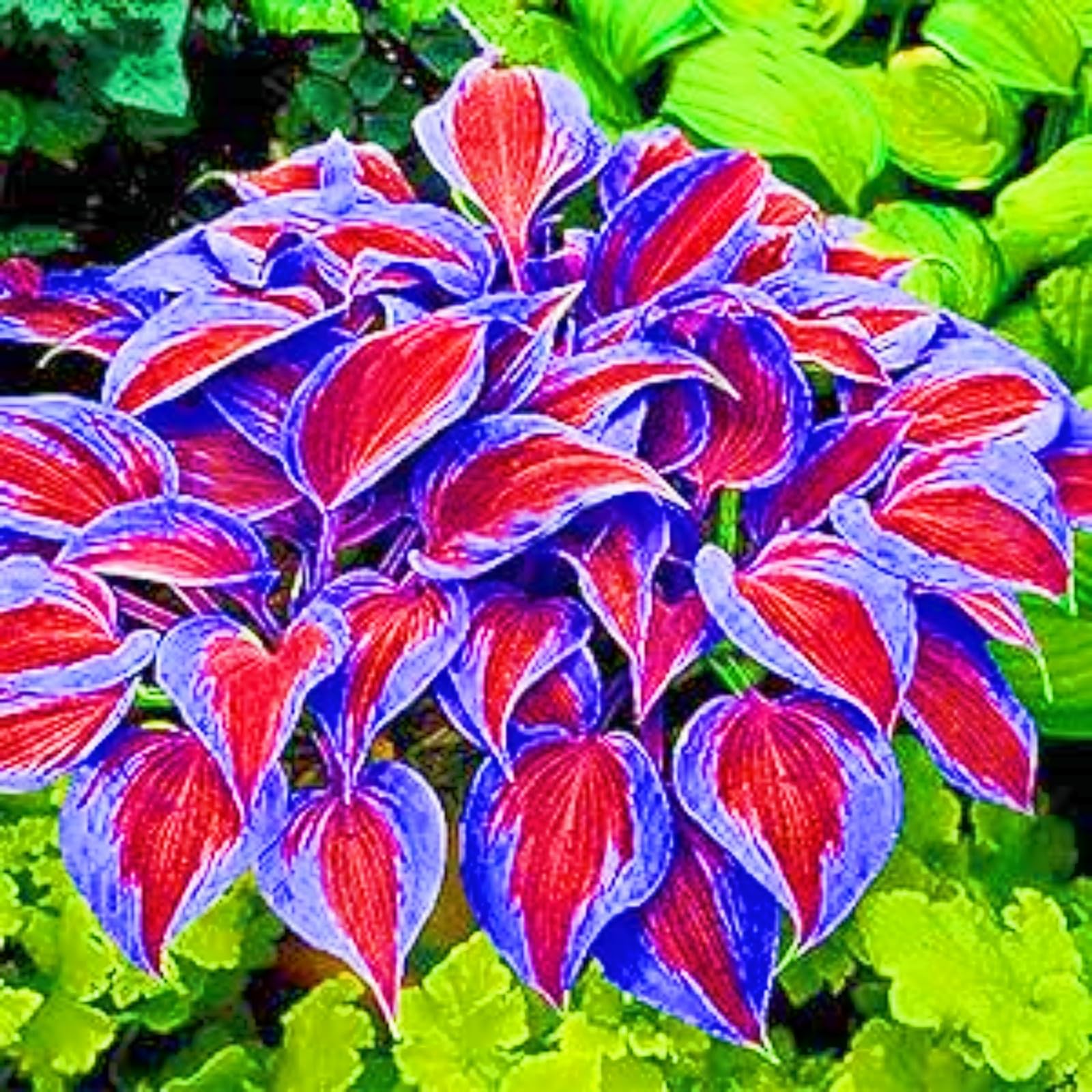 Hostas Plants Garden Flowers Wedding Flowers-8Bulbs-c