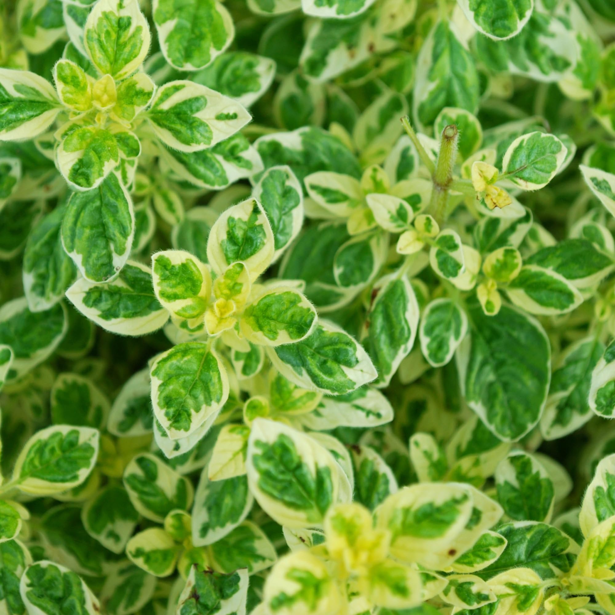 Oregano Variegated - 1 Plant - Garden Kitchen Herb for Cooking Planters in 8cm Pot