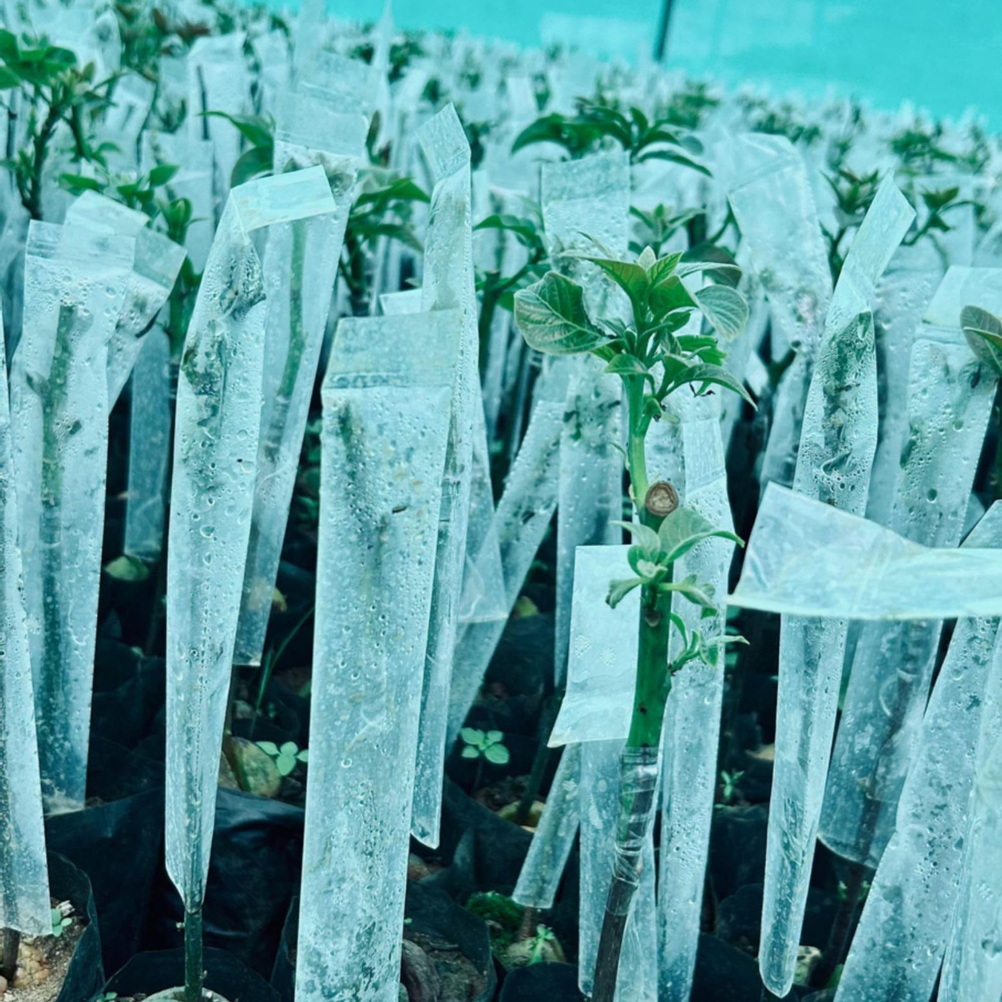 GreenTech Transparent Grafting Cover Size- 2 x 10 inch Nursery, Garden and Outdoor Plants (Pack of 50)