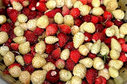 Miniatura 4 de Seeds Wild Alpine Strawberry Red & Yellow Seed Mix 100 semillas para plantar plantas perennes sin OMG