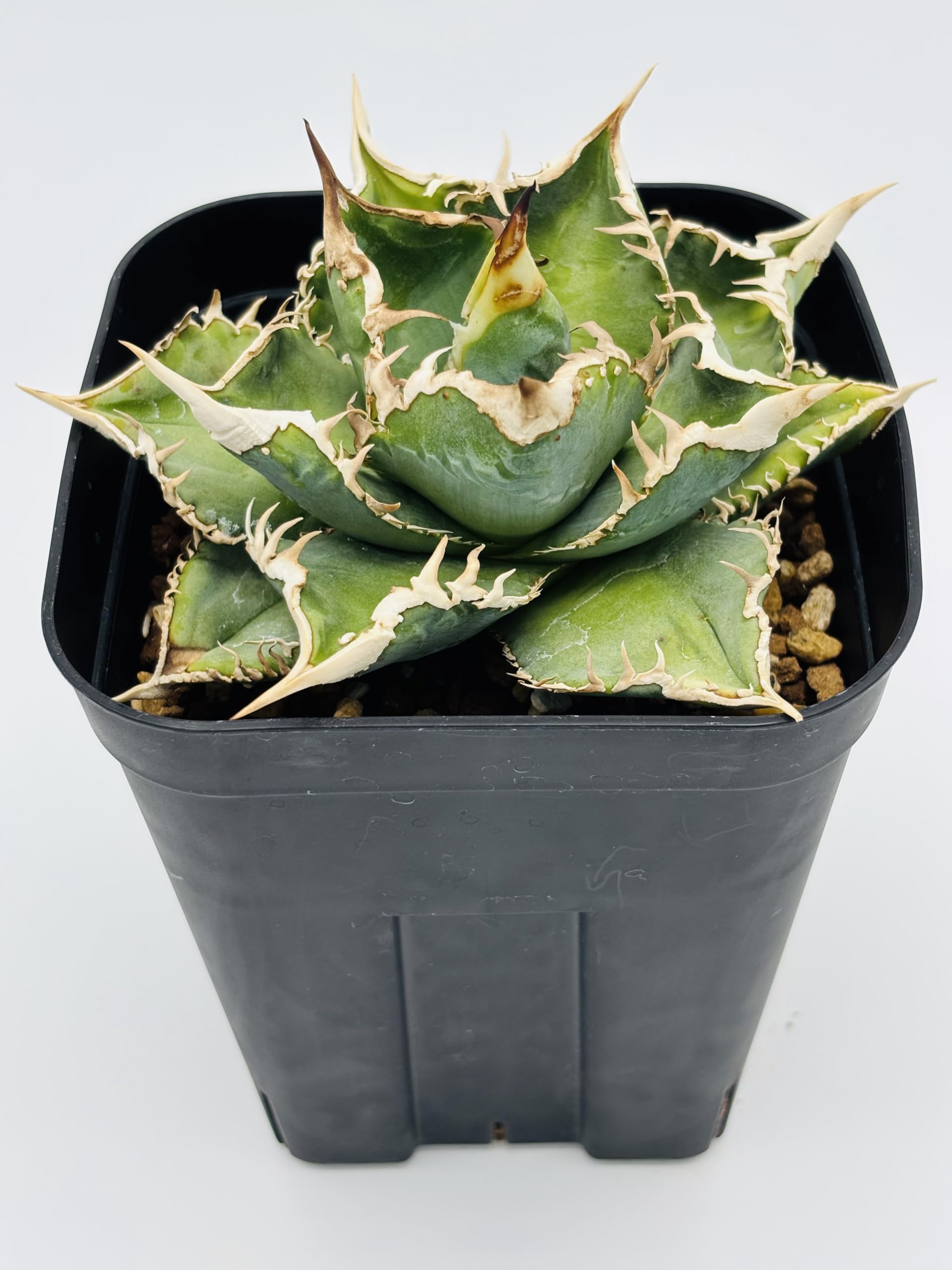 Amazon｜アガベ チタノタ 大白鯊/Agave titanota 'Great White Shark