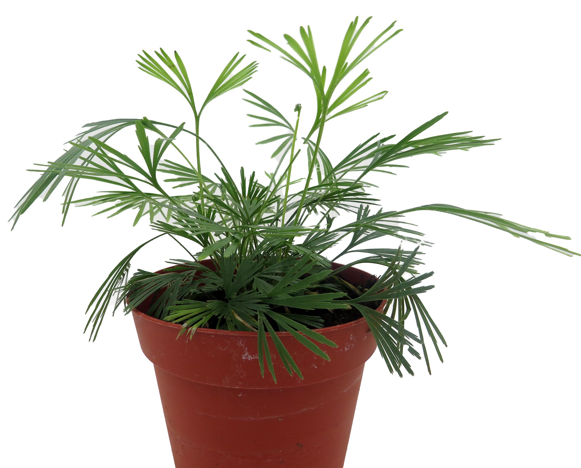Amazon.com: 色情阿拉伯睫毛蕨- Actiniopteris Semiflabellatta - 4 英