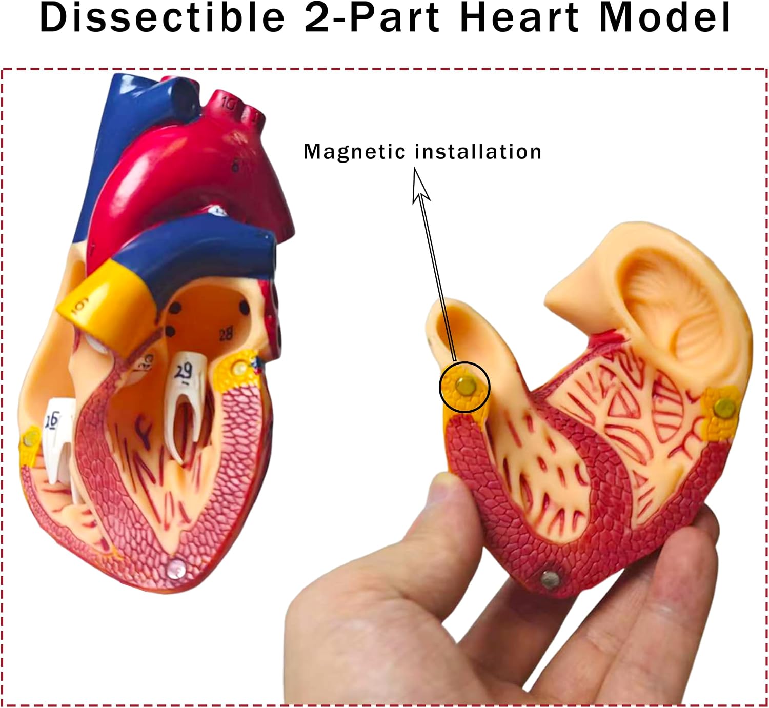 Life Size Human Heart Model, 2-Part Detachable Anatomical Heart Medical Model, Anatomy with 34 Accurate Coded Structures, with Detailed Product Manual