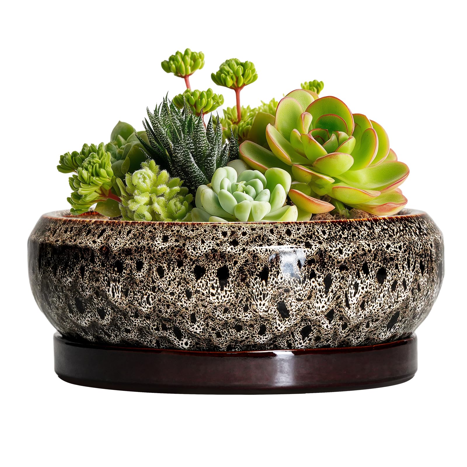 EPFamily Succulent Planter 6 Inch