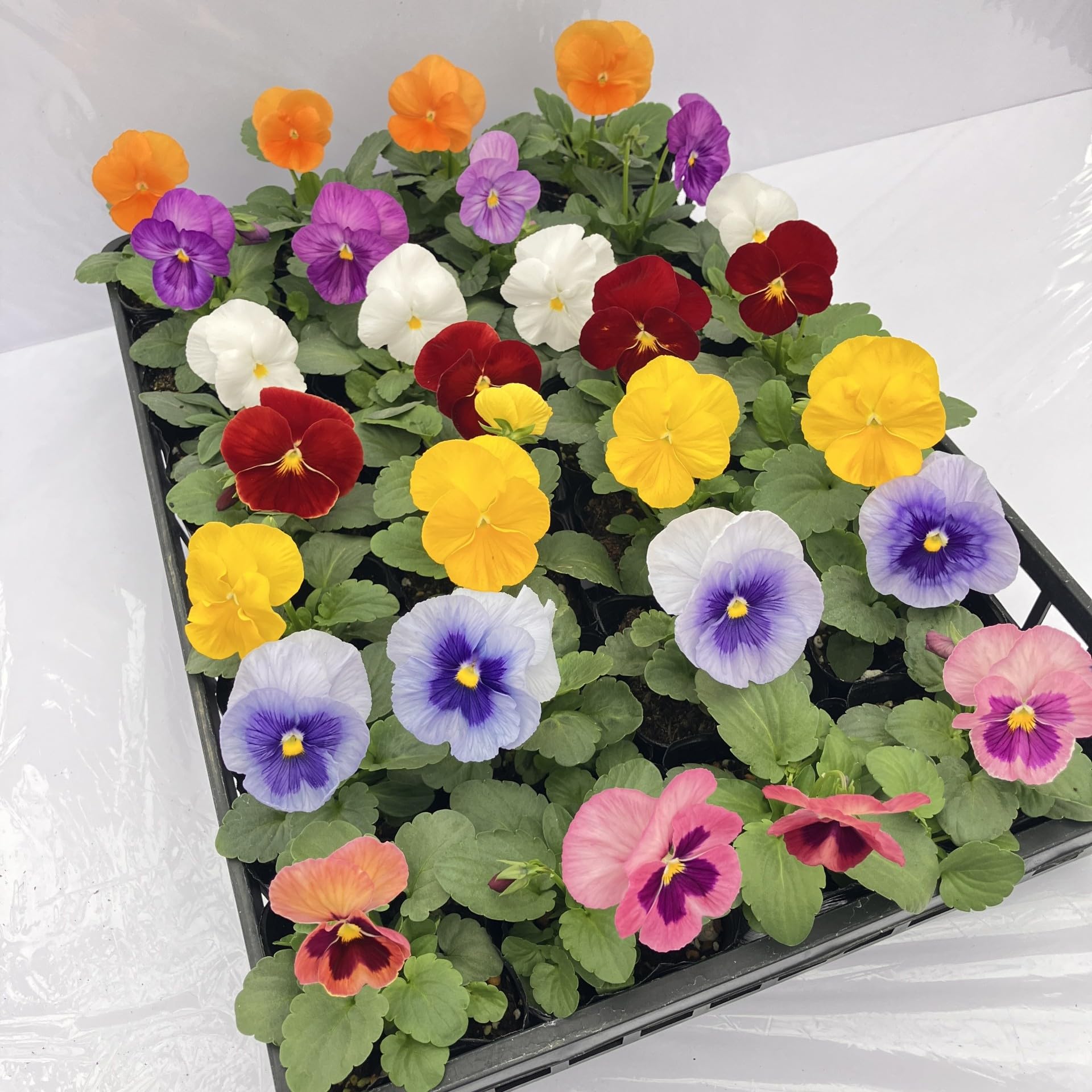 Amazon.co.jp: 【色と数が選べる】 パンジー MIX 28鉢セット Aタイプ