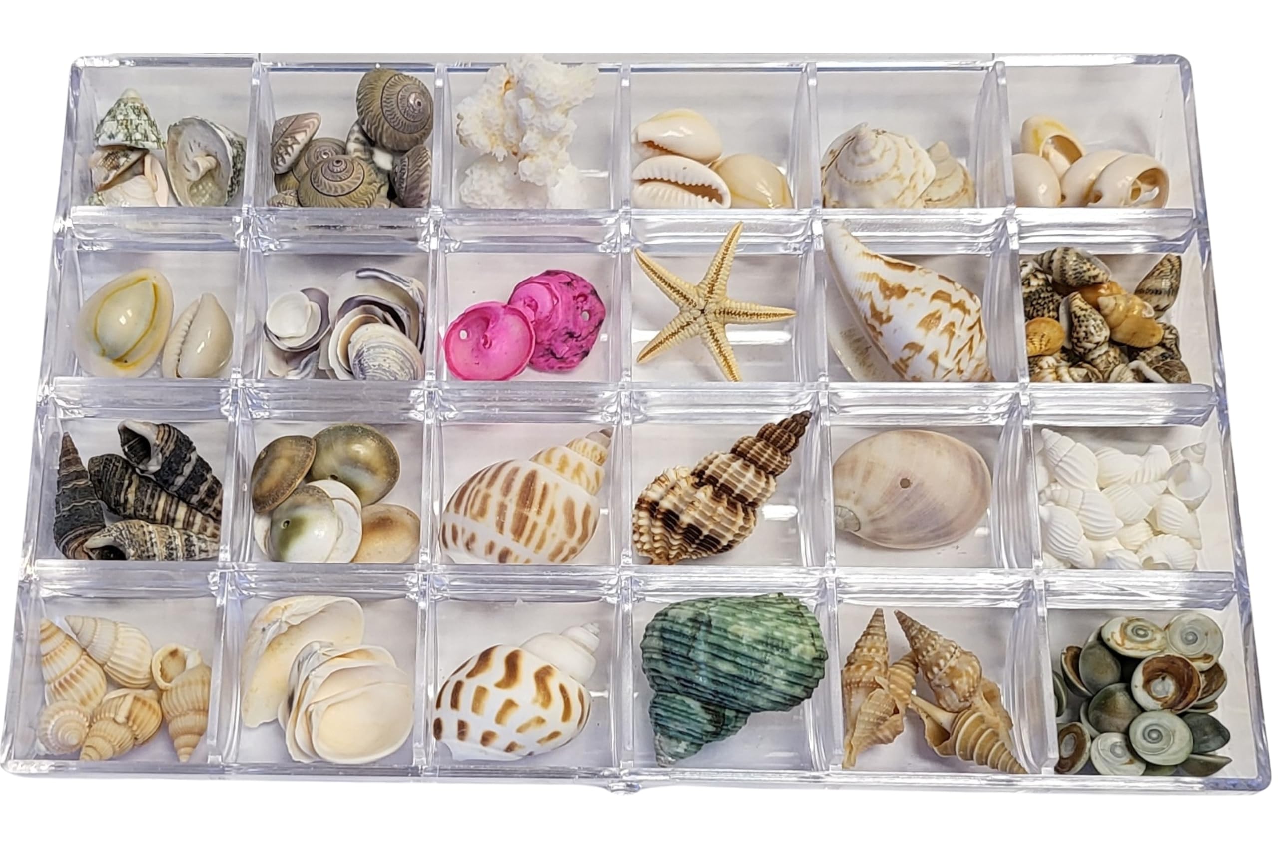 BANBERRY DESIGNS Seashell Collection - Multiple Varieties of Shells for Crafting and Decorating - Organized in a Clear Divided Storage Tray - Nautical Décor - Vase Fillers - Beach - Party