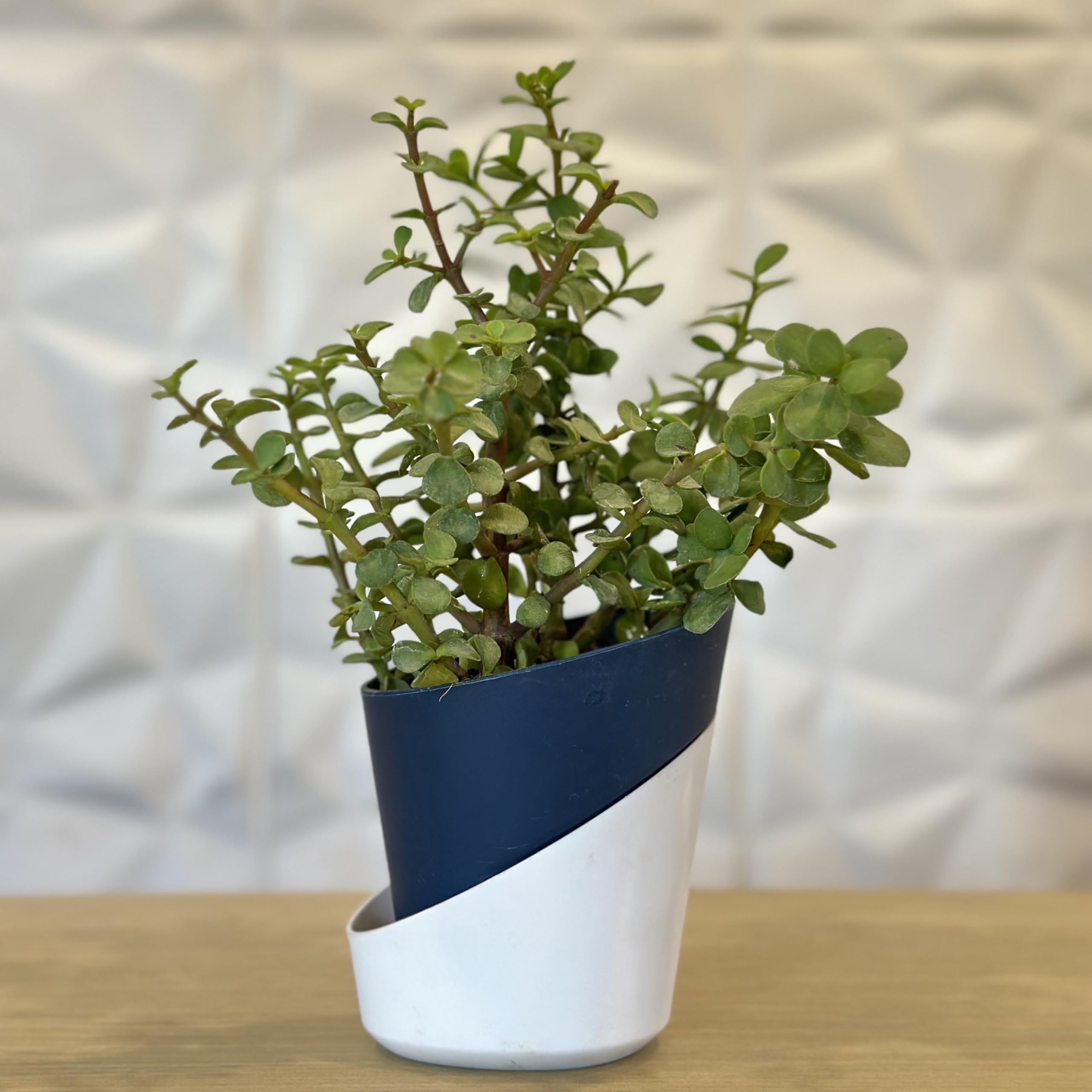 Jade Plant With Self Watering Pot | Good Luck PlantIndoor Plant | Air Purifying Plant | Plant With Pot | Home Decorative | Office Plant (B0CWPD2WQ7) Amazon Price History, Amazon Price Tracker