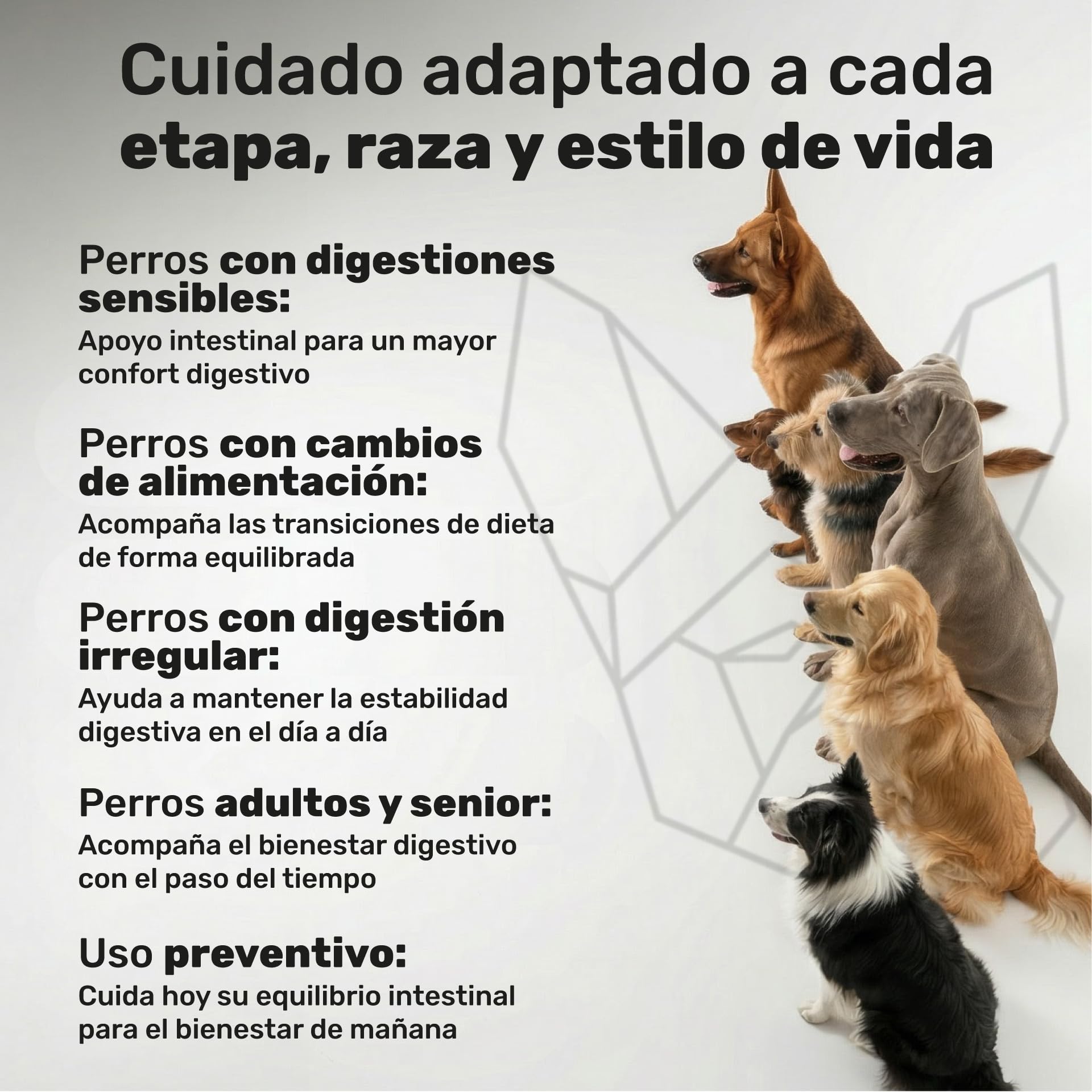 Probiótico para Perros - Repara la Flora Intestinal y Protege el Sistema Inmunológico - para Diarreas, Gases y Vómitos - con Prebióticos - Suplemento Gastrointestinal para Perros - 120 Masticables — view 7