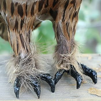 Amazon.com: Basuo-9Q Realistic Feathered Owl Figurine Lifelike