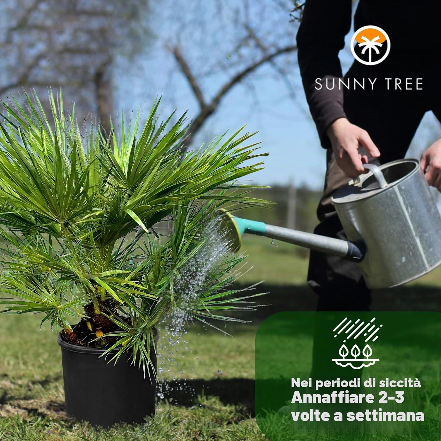 Chamaerops Humilis – Palma nana europea – Sempreverde palma resistente all'inverno – 80 cm di altezza con vaso