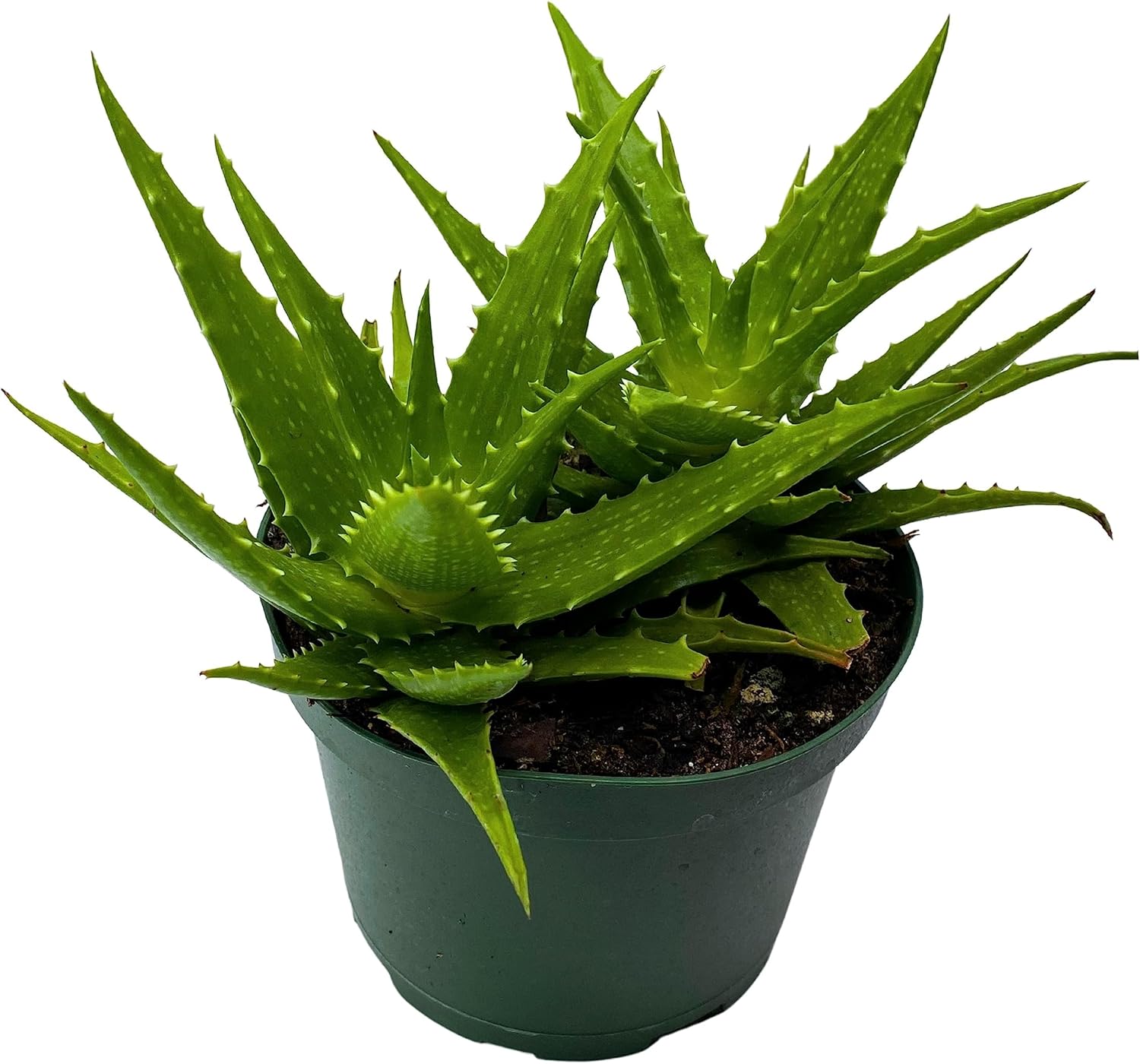 BubbleBlooms Tiger Tooth Aloe, Aloe Juvenna in 6 inch Pot