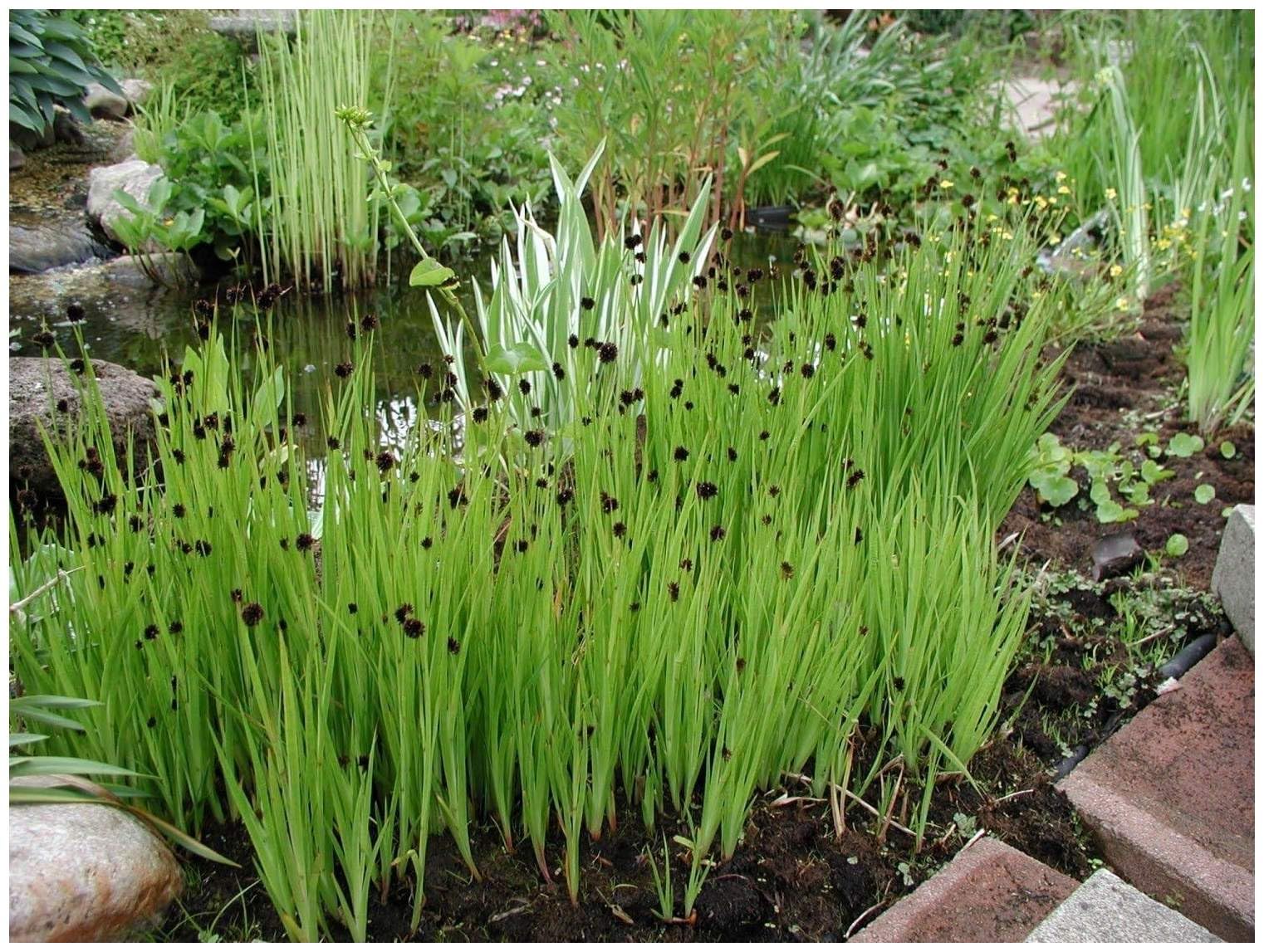 Stauden Gänge 10 x Juncus ensifolius Zwerg Binse winterhart