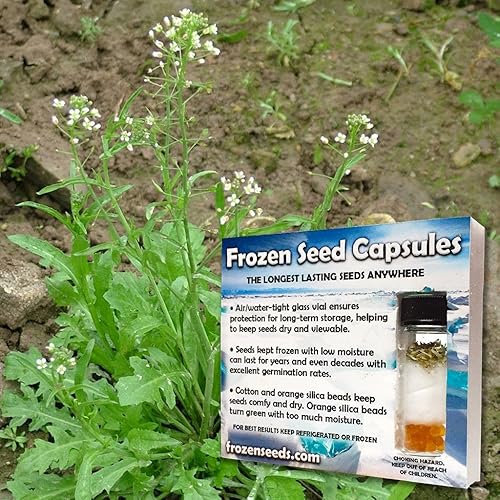 Shepherd's Purse Seeds (Capsella bursa-pastoris) Más de 50 semillas de hierbas medicinales en cápsulas de semillas congeladas para el jardinero y