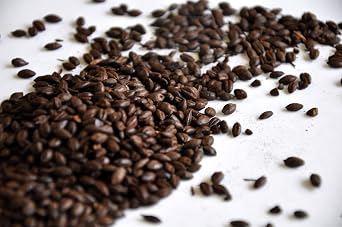 Briess G-BLKB-1LB Black Barley Home Brewing Whole Grain 1lb. Bag