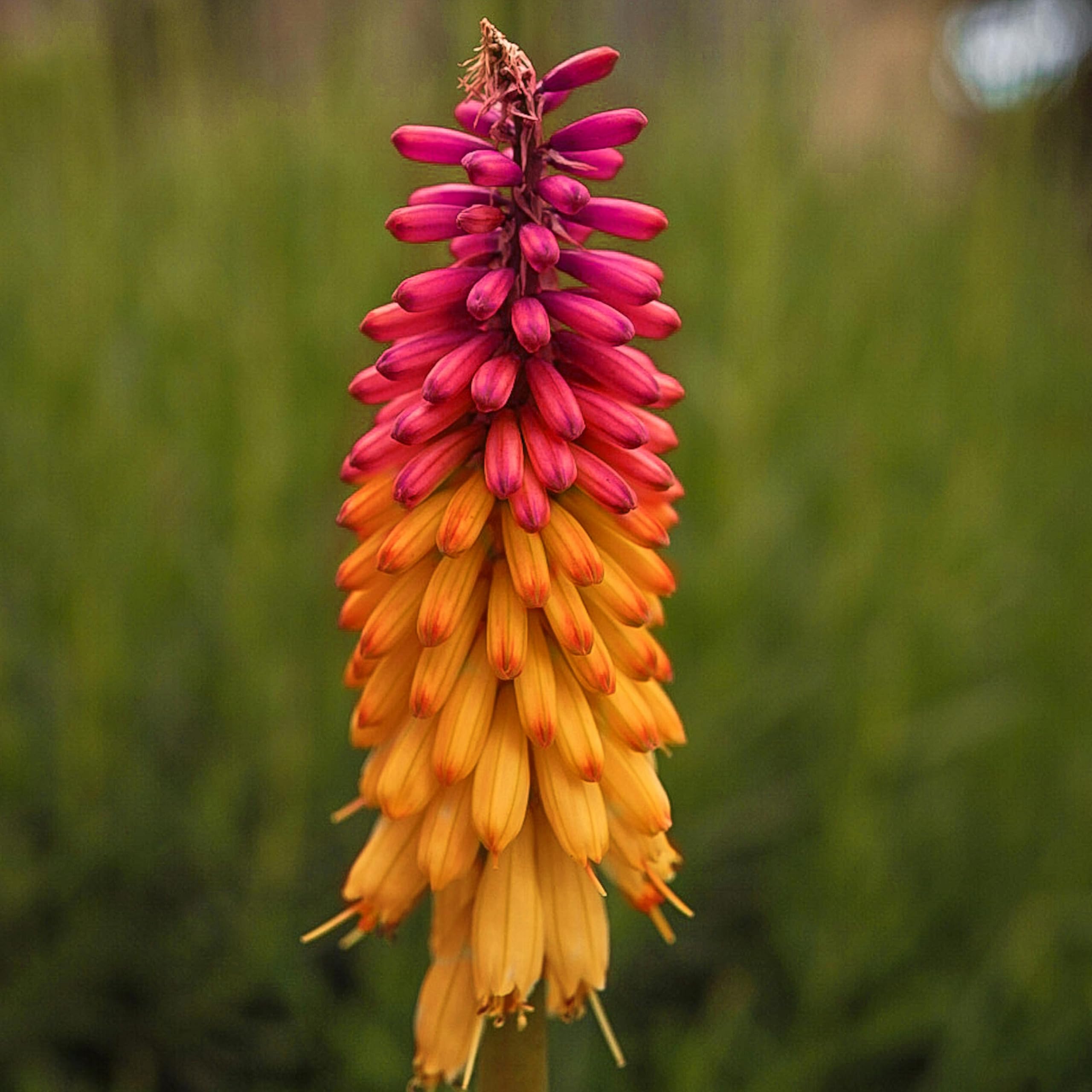 Amazon.com : KVITER 25 Orange Purple Hot Poker Plant Seeds Amazon.com : KVITER 25 Orange Purple Hot Poker Plant Seeds