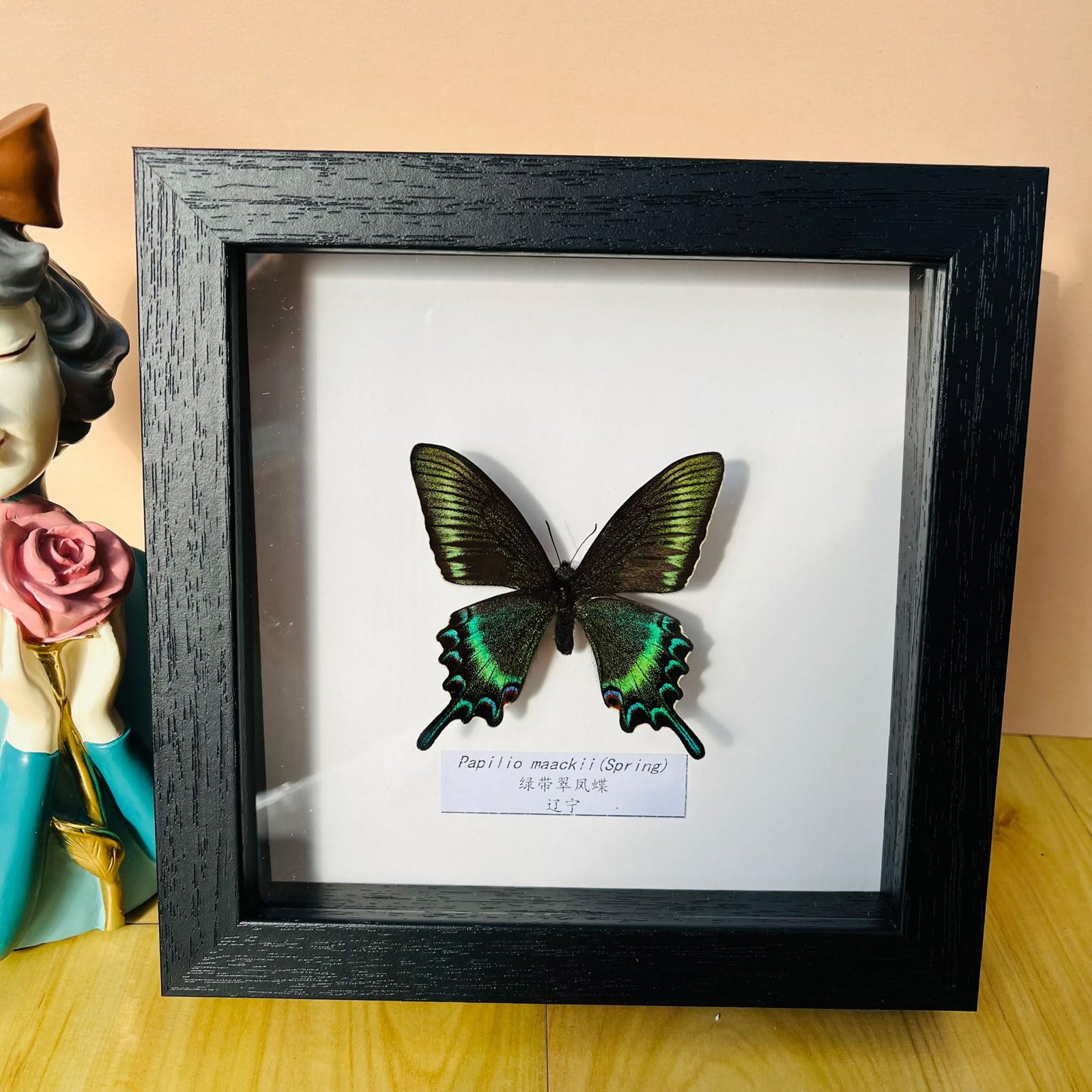 Taxidermy Mounted In Frame,Exquisite Butterflies Insect Specimen,Collection Of Butterfly,Unique Home Decor Wall Decoration Gift For Christmas Valentine Birthday,Real Butterfly Specimens17.6*17.6cm